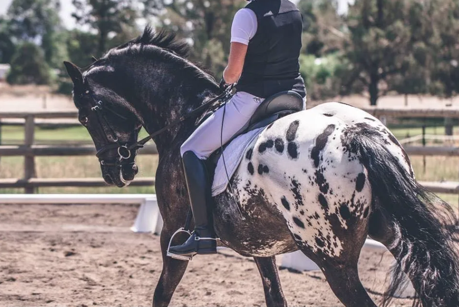 FDAS Apollo performing dressage