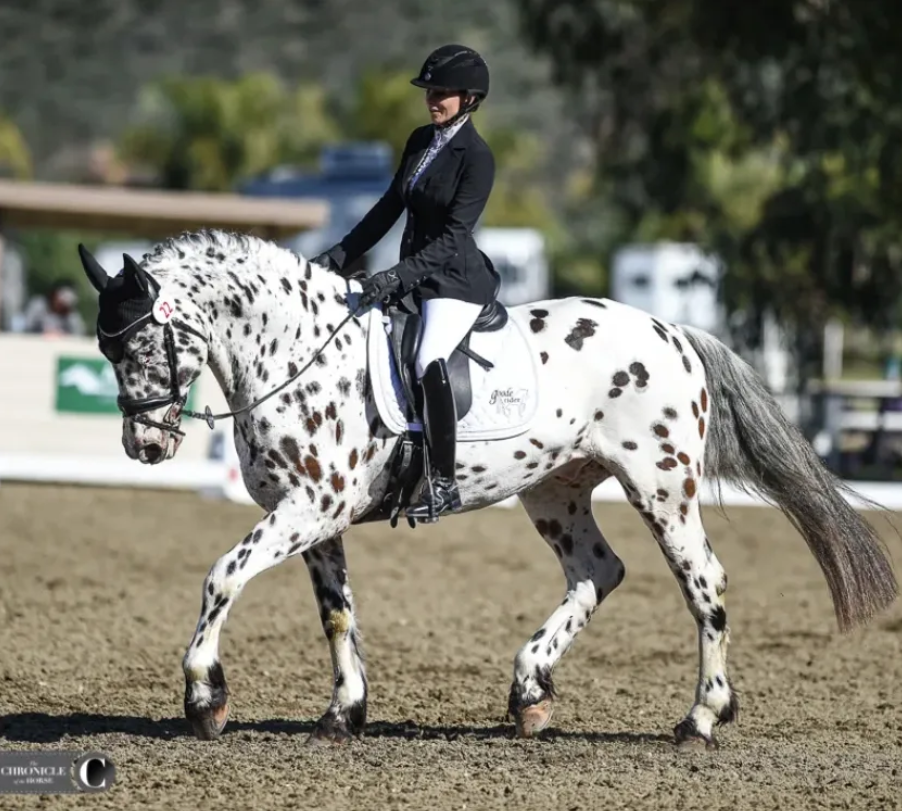 Patton under saddle (dressage)