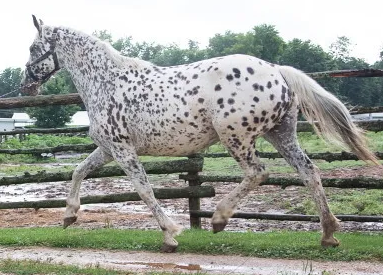 FDAS Dahlia trotting at 5 years old