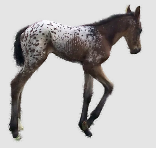 FDAS Dahlia as a foal