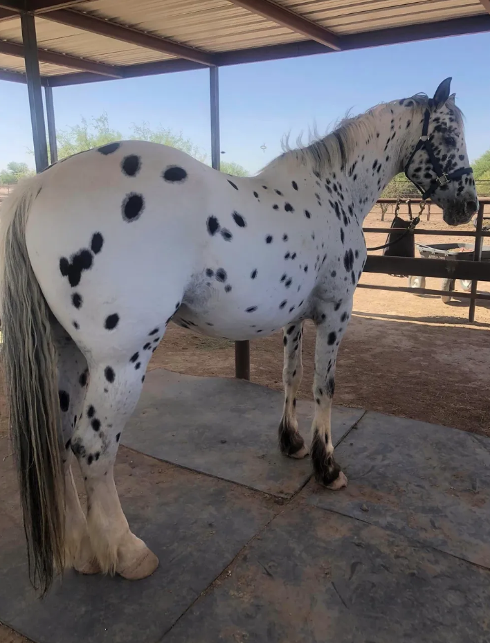 FDAS Eli at 14 years old, side view