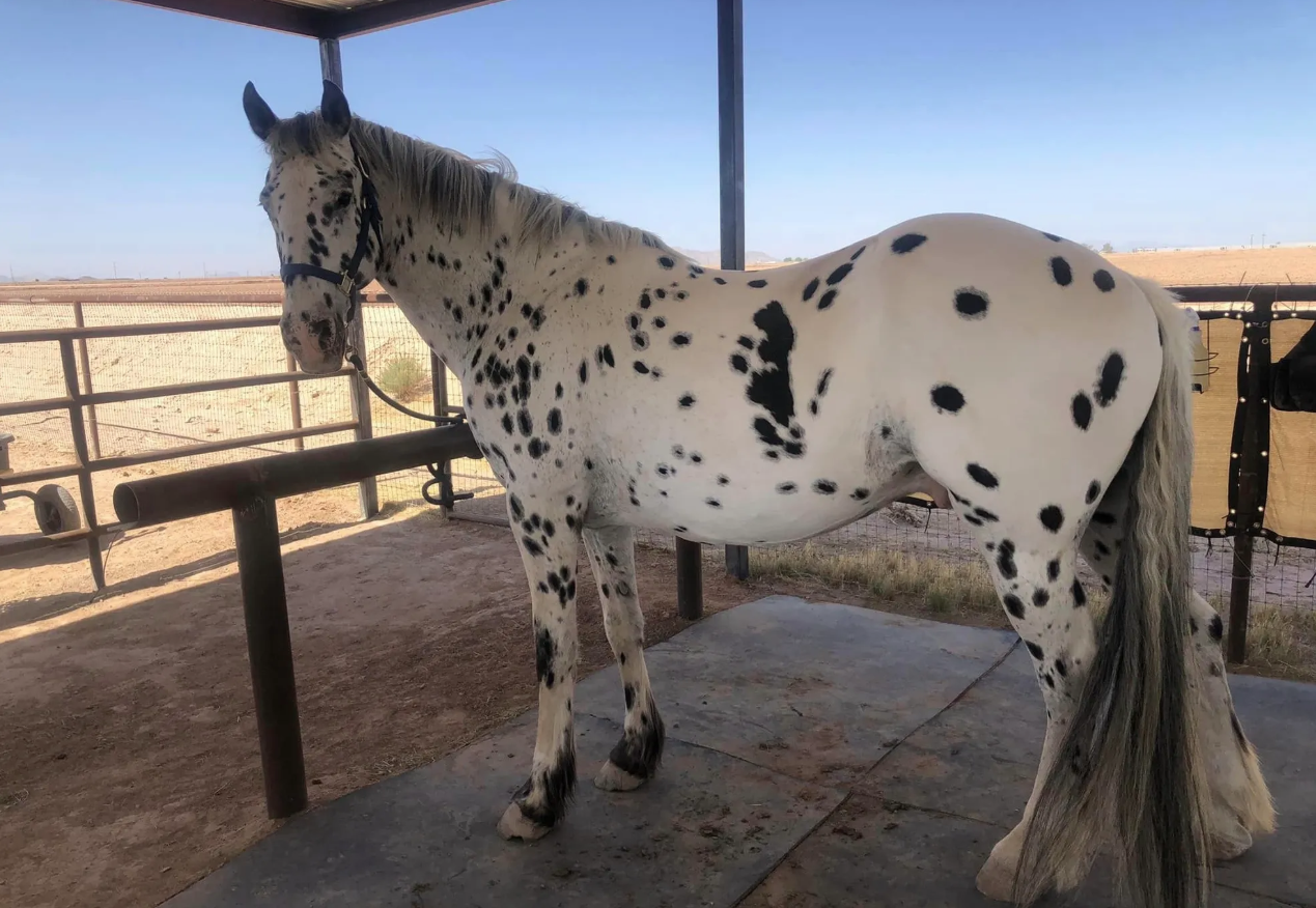 FDAS Eli at 14 years old, side view